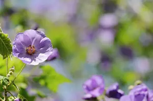 Abutilon: Abutilon