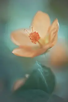Mallow: Abutilon