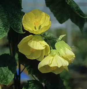 Nursery: Abutilon Canary Bird flowers