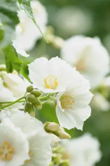Abutilon: Abutilon - White abutilon, Abutilon vitifolium var