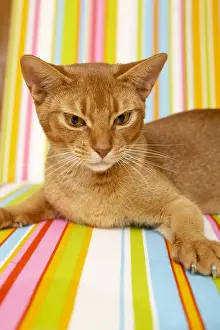 Anger: Abyssin cat annoyed by the presence of the photographer