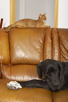 Mastiffs: Abyssin cat and German Dogue resting on a sofa