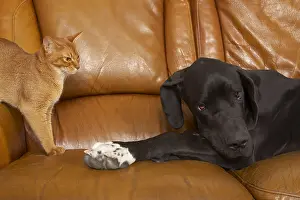 Mastiffs: Abyssin cat and German Dogue resting on a sofa