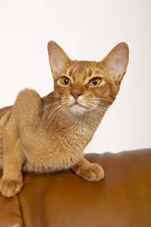 Shor: Abyssin cat lying on a leather sofa
