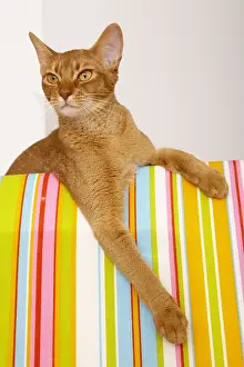 Shor: Abyssin cat lying on a multicoloured armchair