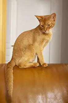 Shor: Abyssin cat sat on a leather sofa