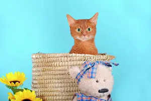 Baskets: Abyssinian cat in a basket with a teddy bear beside