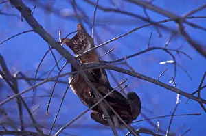 Thin: Abyssinian Cat on thin branches in winter France