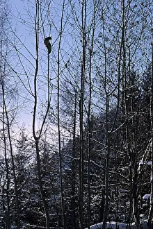 Thin: Abyssinian Cat on thin branches in winter France