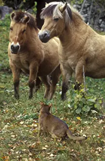 Shor: Abyssinian cat face Fjord ponies in a meadow France
