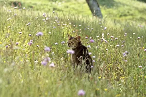 Shor: Abyssinian cat in a flowery meadow Cevennes France