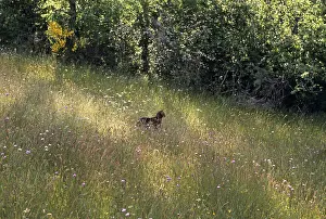 Hunted: Abyssinian cat in a flowery meadow Cevennes France