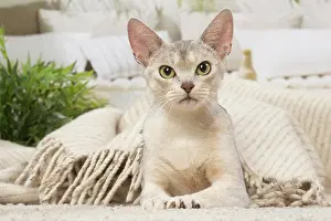 210220: Abyssinian cat indoors