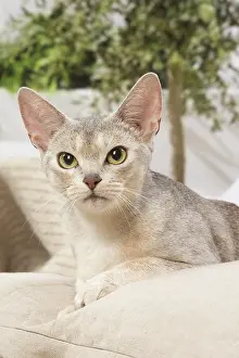 210220: Abyssinian cat indoors