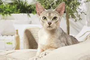 210220: Abyssinian cat indoors