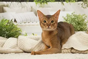 210220: Abyssinian cat indoors