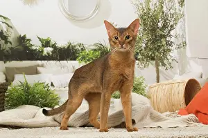210220: Abyssinian cat indoors