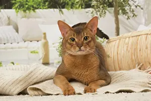 210220: Abyssinian cat indoors