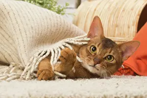 210220: Abyssinian cat indoors