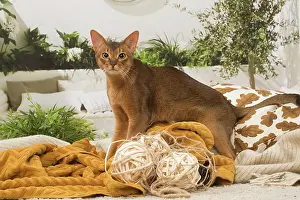 210220: Abyssinian cat indoors