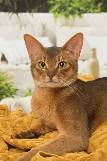 210220: Abyssinian cat indoors