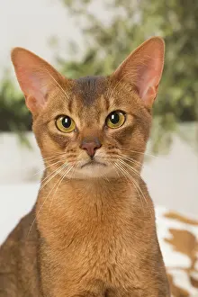 210220: Abyssinian cat indoors