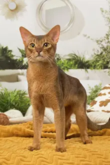 210220: Abyssinian cat indoors