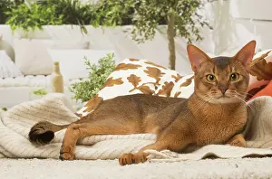 210220: Abyssinian cat indoors