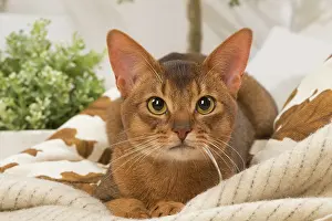 210220: Abyssinian cat indoors