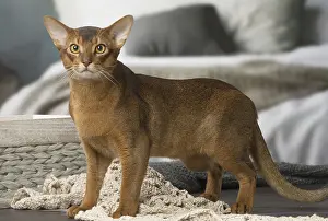 Abyssinians: Abyssinian cat indoors
