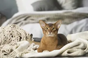 Abyssinians: Abyssinian cat indoors