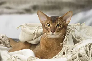 Abyssinians: Abyssinian cat indoors