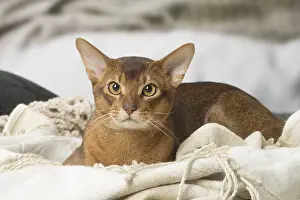 Abyssinians: Abyssinian cat indoors