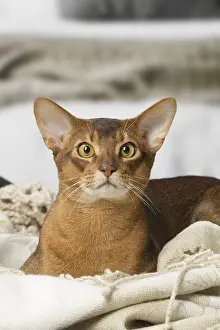 Abyssinians: Abyssinian cat indoors