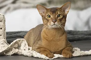 Abyssinian: Abyssinian cat indoors