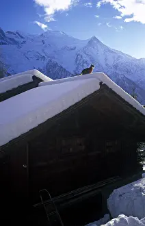 Roofs: Abyssinian Cat on the snowy roof of a chalet and Mont Blanc