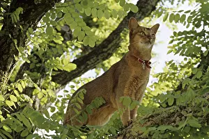Hunted: Abyssinian cat standing on a branch in the spring France