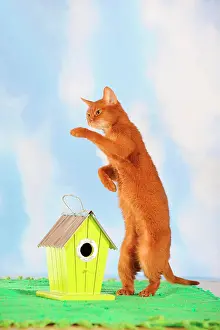 Abyssinian: Abyssinian cat standing on its hind legs beside