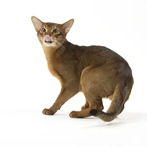 Lips: Abyssinian cat in the studio