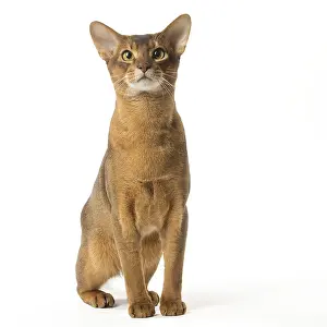 Abyssinians: Abyssinian cat in the studio