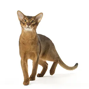Abyssinians: Abyssinian cat in the studio