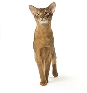 Abyssinians: Abyssinian cat in the studio