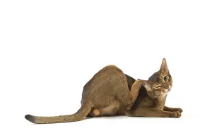 Abyssinians: Abyssinian cat in the studio