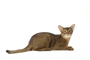 Abyssinians: Abyssinian cat in the studio