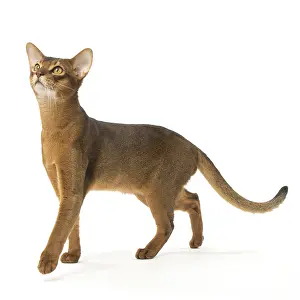 Abyssinians: Abyssinian cat in the studio