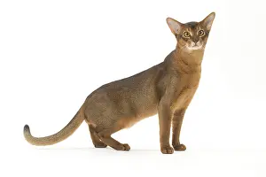 Abyssinians: Abyssinian cat in the studio