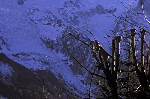 Balanced: Abyssinian cat in a tree in front of the Glacier des Bossons
