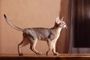 Balanced: Abyssinian cat walking on a beam tail erect