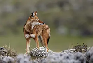 Simensis: Abyssinian / Ethiopian Wolf / Simien Jackal / Simien