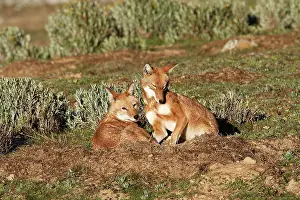 Simensis: Abyssinian / Ethiopian Wolf / Simien Jackal / Simien